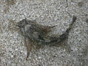 picture00007