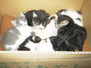 picture00007