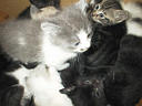 picture00008