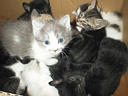 picture00009