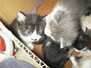 picture00011