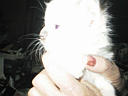 picture00019