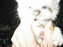 picture00020